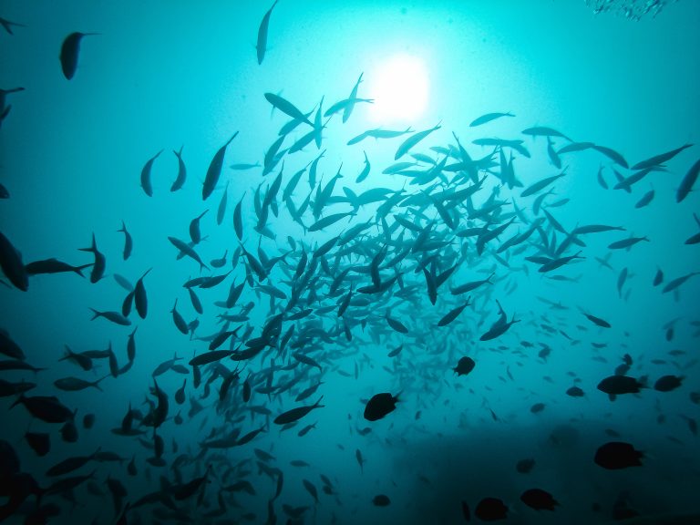 Silhouettes of fish