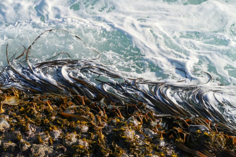 Seaweed washed up on the shore